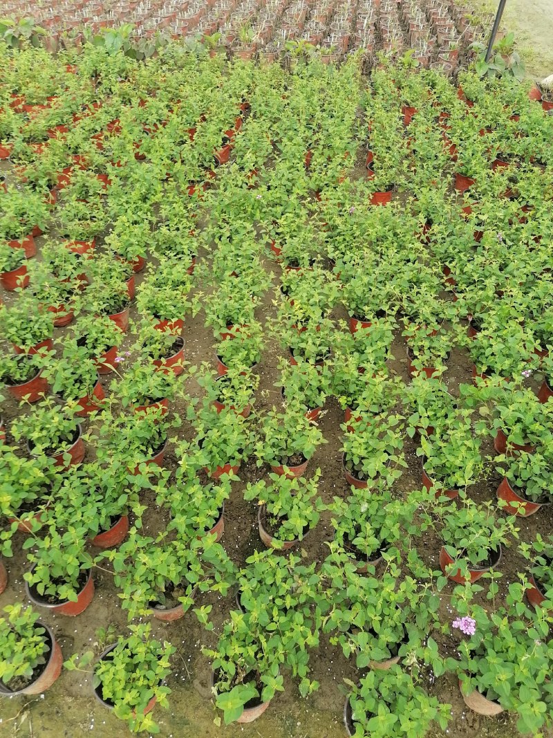 紫花马缨丹20-30公分，又名五色梅。