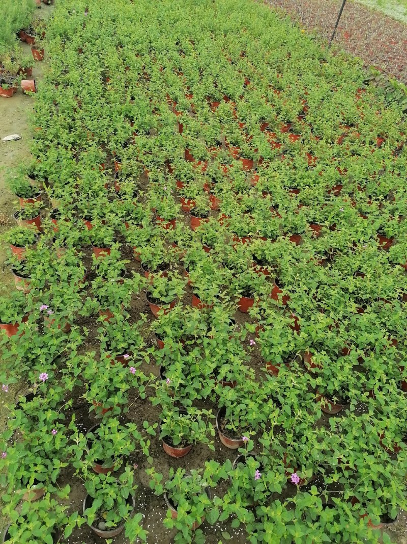 紫花马缨丹20-30公分，又名五色梅。