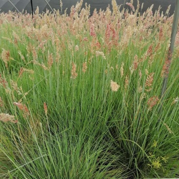 糖蜜草40-70公分，自然冠幅30左右。