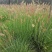 糖蜜草40-70公分，自然冠幅30左右。