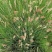 糖蜜草40-70公分，自然冠幅30左右。