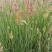 糖蜜草40-70公分，自然冠幅30左右。