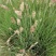 糖蜜草40-70公分，自然冠幅30左右。