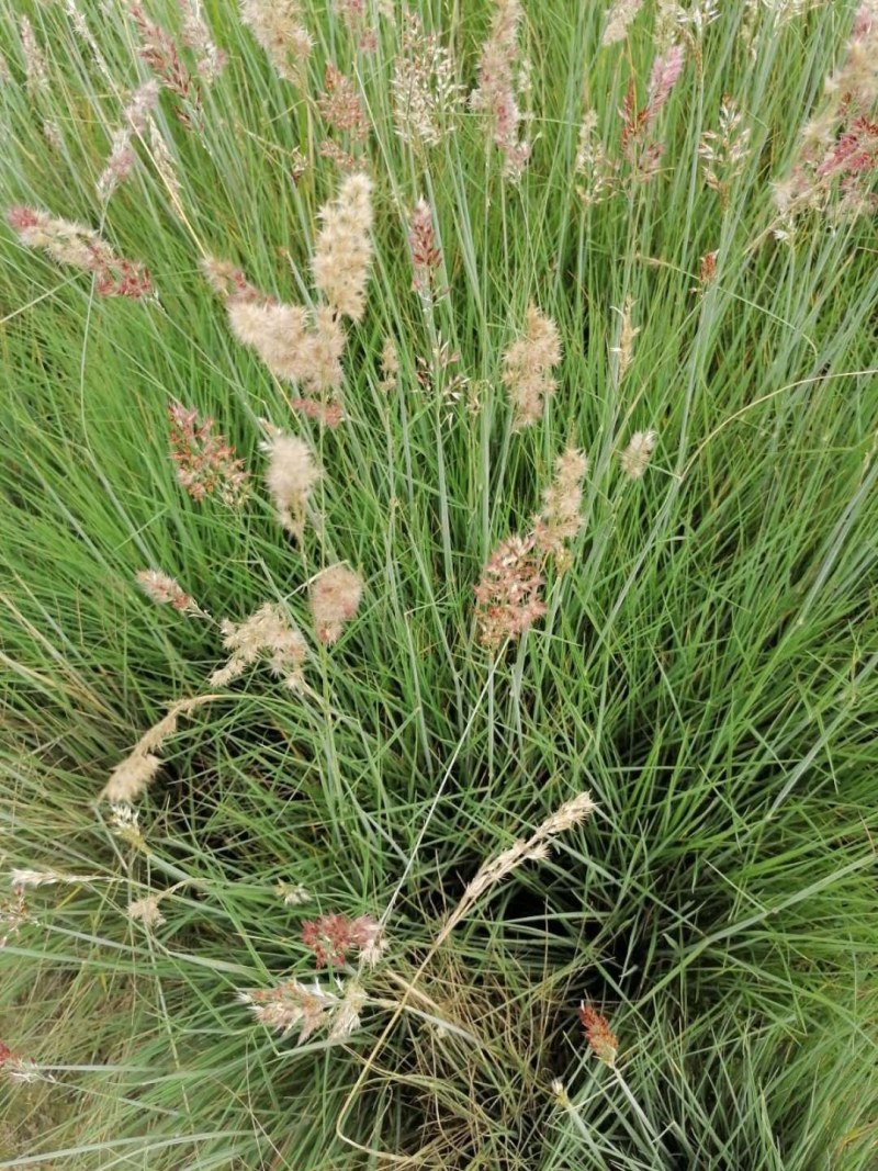 糖蜜草40-70公分，自然冠幅30左右。