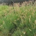 糖蜜草40-70公分，自然冠幅30左右。