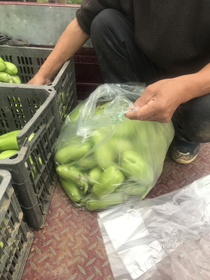 温棚种植，有机种植长条型青茄子基地直供