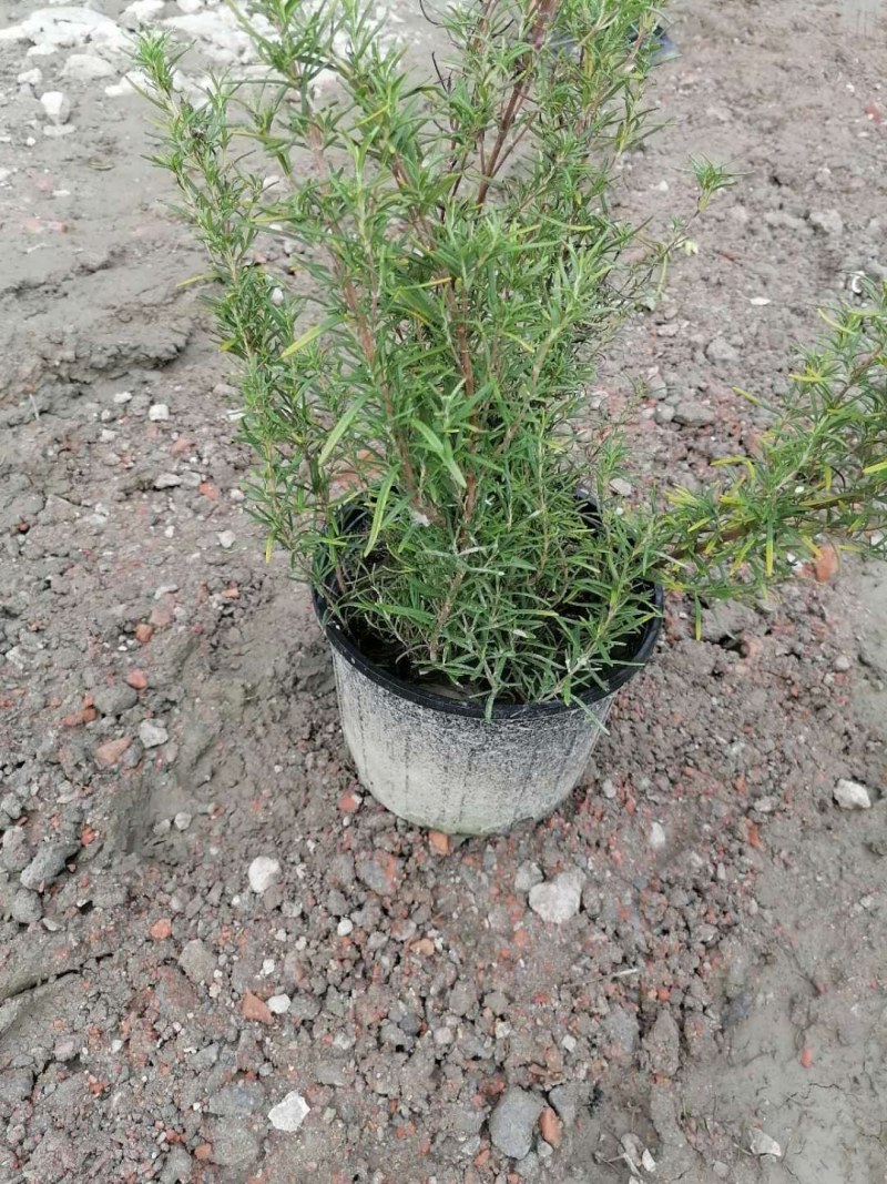 迷迭香杯苗30-40公分，一加仑，数量有限。