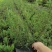 迷迭香杯苗30-40公分，一加仑，数量有限。