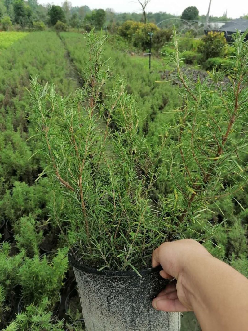 迷迭香杯苗30-40公分，一加仑，数量有限。