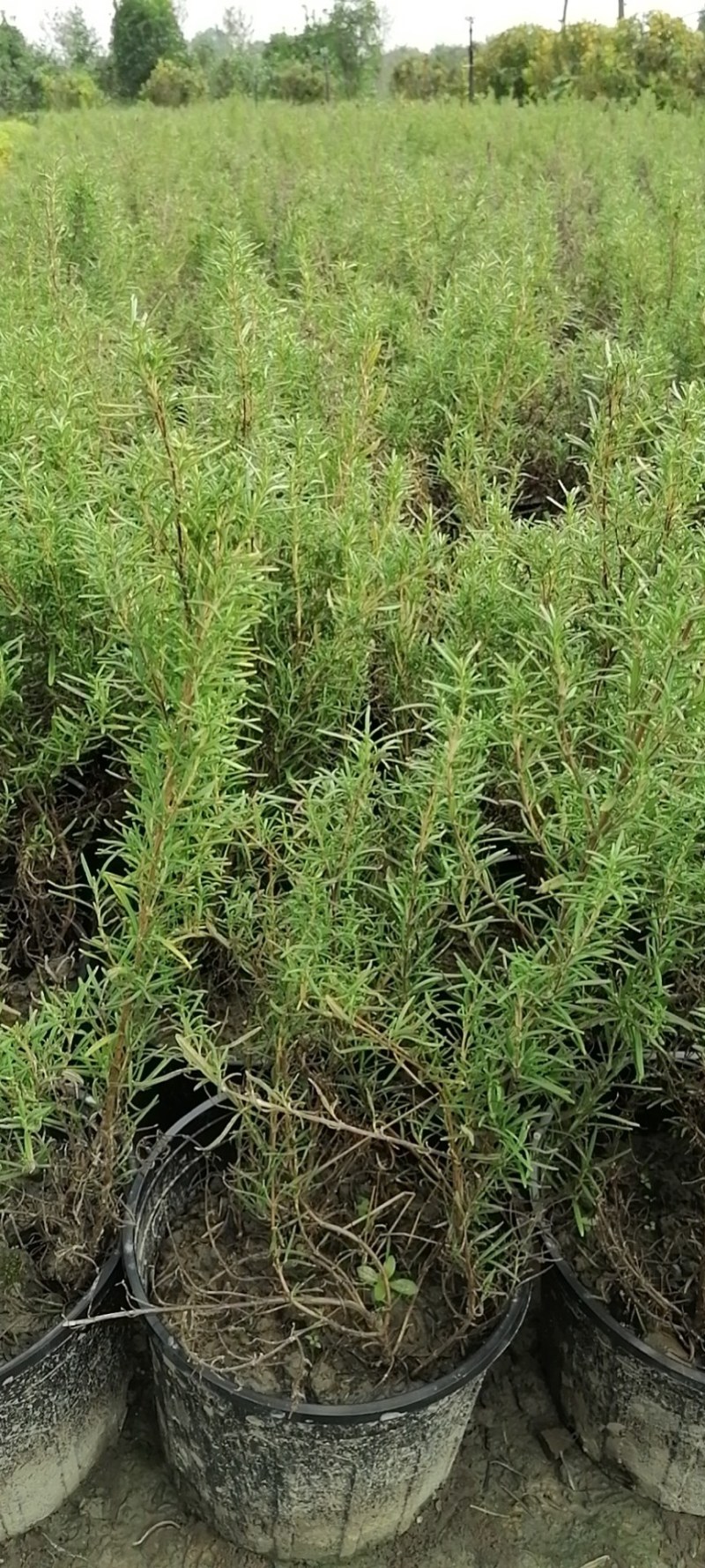 迷迭香杯苗30-40公分，一加仑，数量有限。