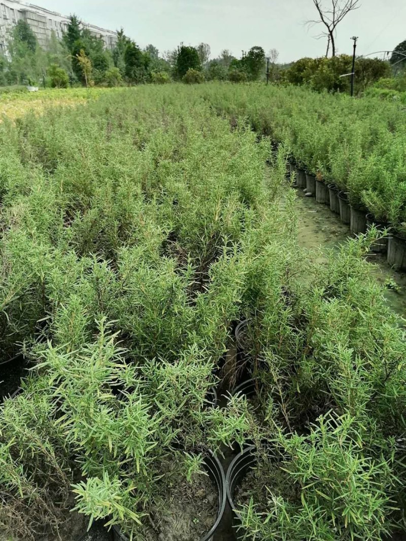 迷迭香杯苗30-40公分，一加仑，数量有限。