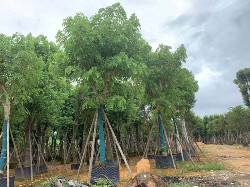 大量出售大骨架、小骨架、光杆腊肠树，需要的老板请联系咨询