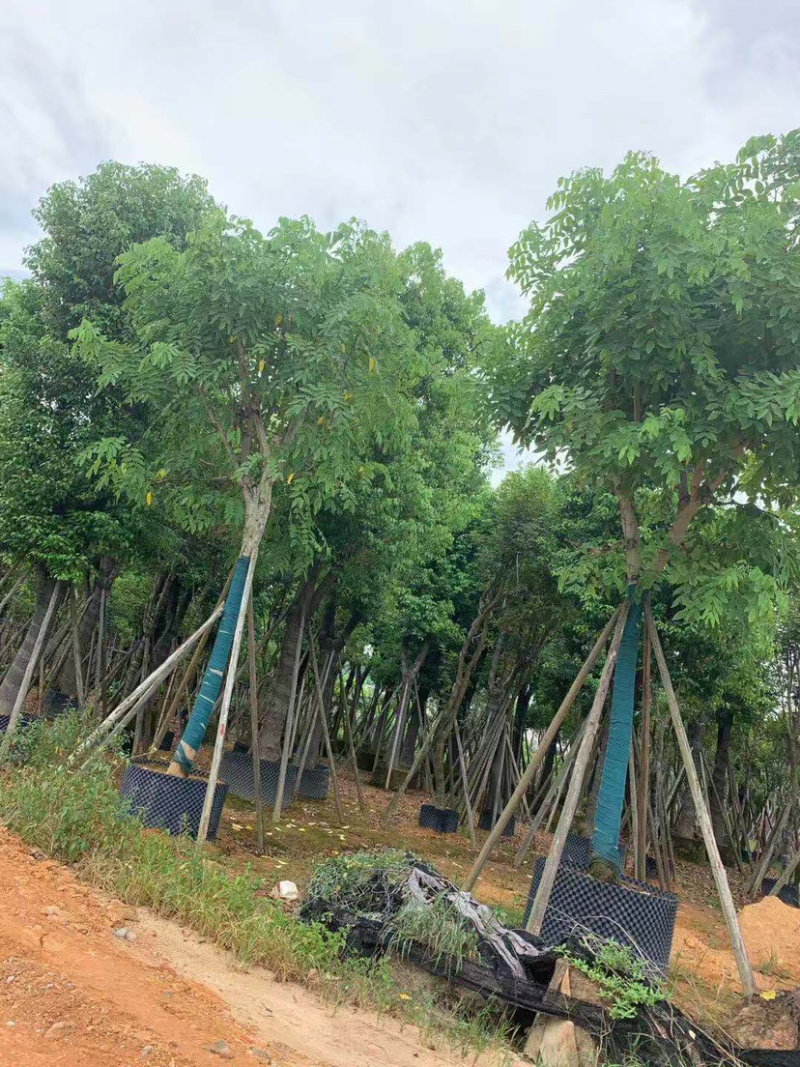 大量出售大骨架、小骨架、光杆腊肠树，需要的老板请联系咨询