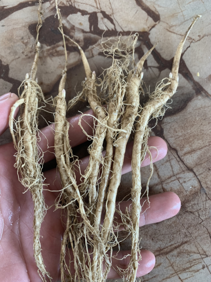 白鲜皮苗辽宁本溪当地品种