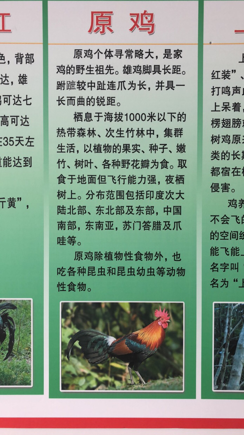 常年出售各种鸡鸭鹅苗高价回收