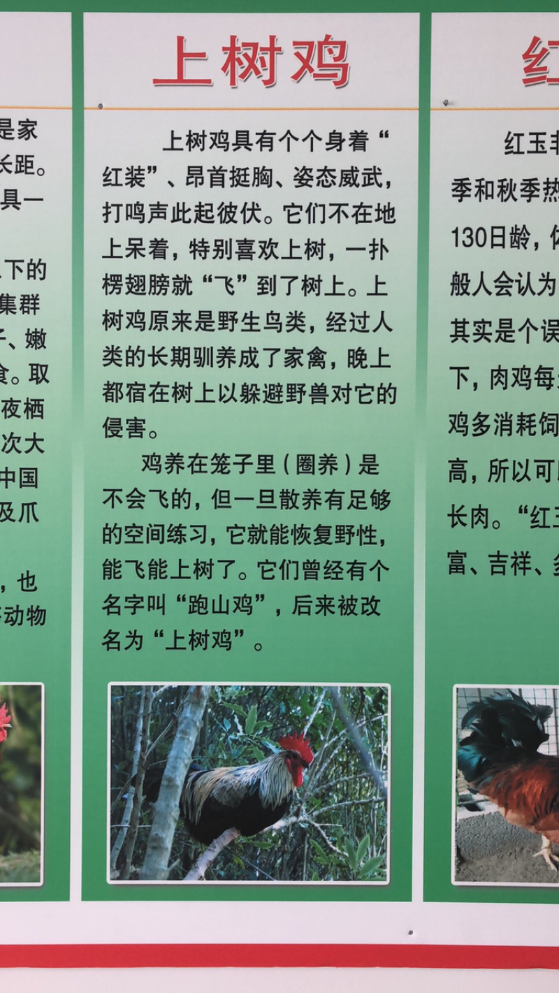 常年出售各种鸡鸭鹅苗高价回收