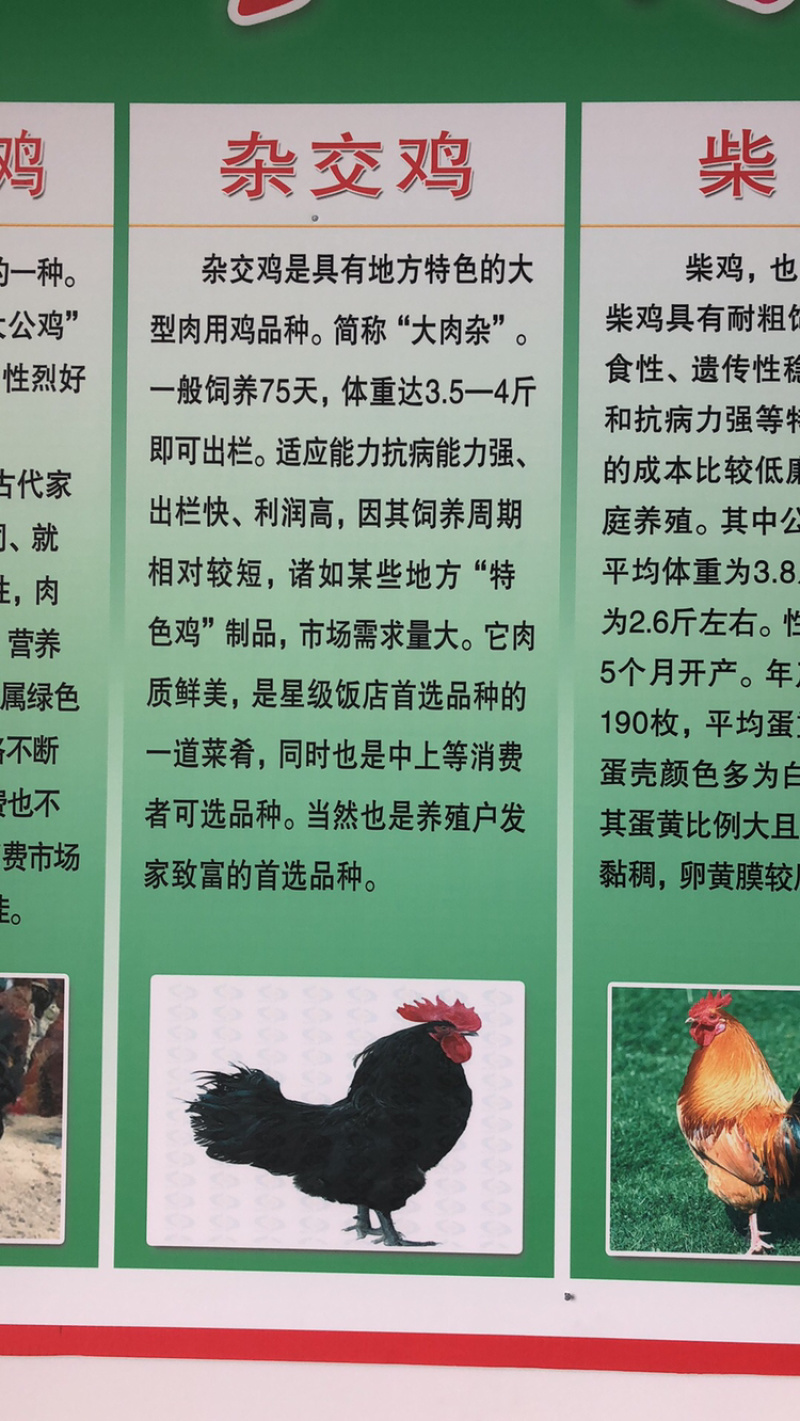 常年出售各种鸡鸭鹅苗高价回收