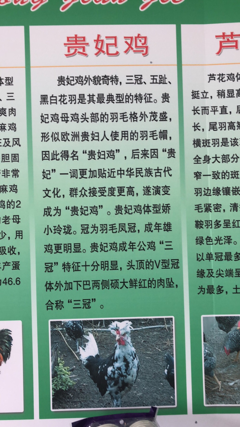 常年出售各种鸡鸭鹅苗高价回收