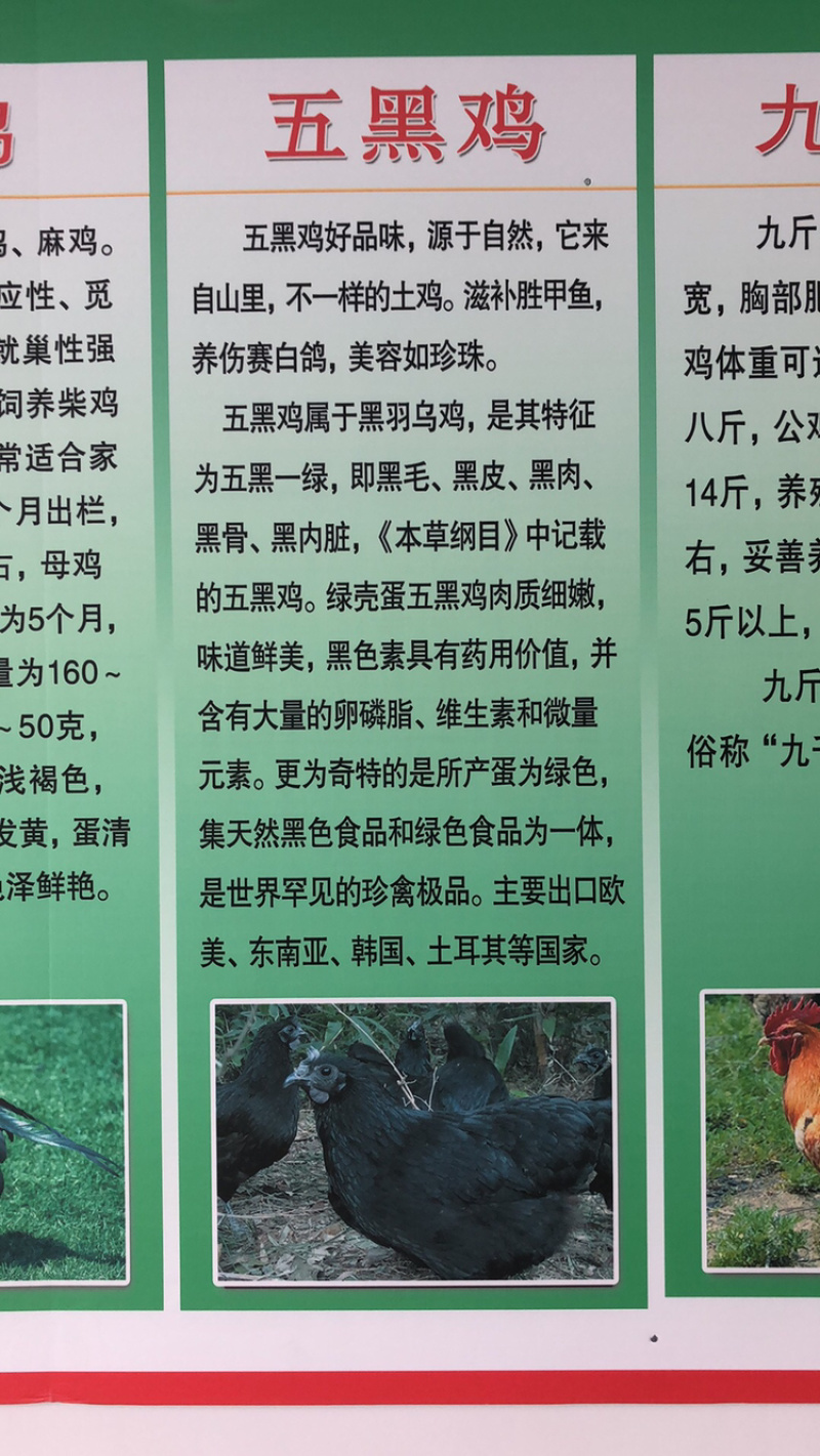 常年出售各种鸡鸭鹅苗高价回收