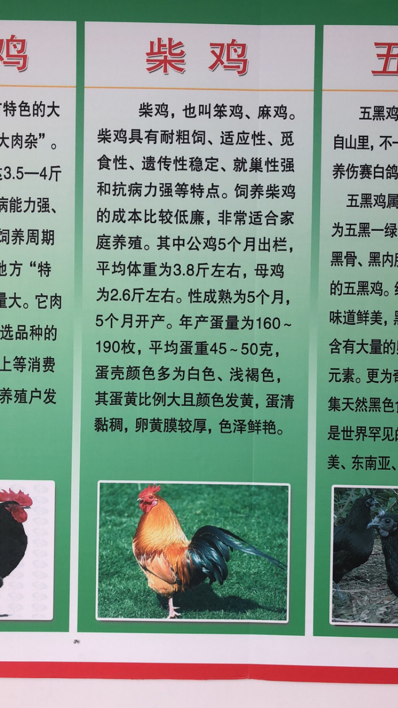 常年出售各种鸡鸭鹅苗高价回收
