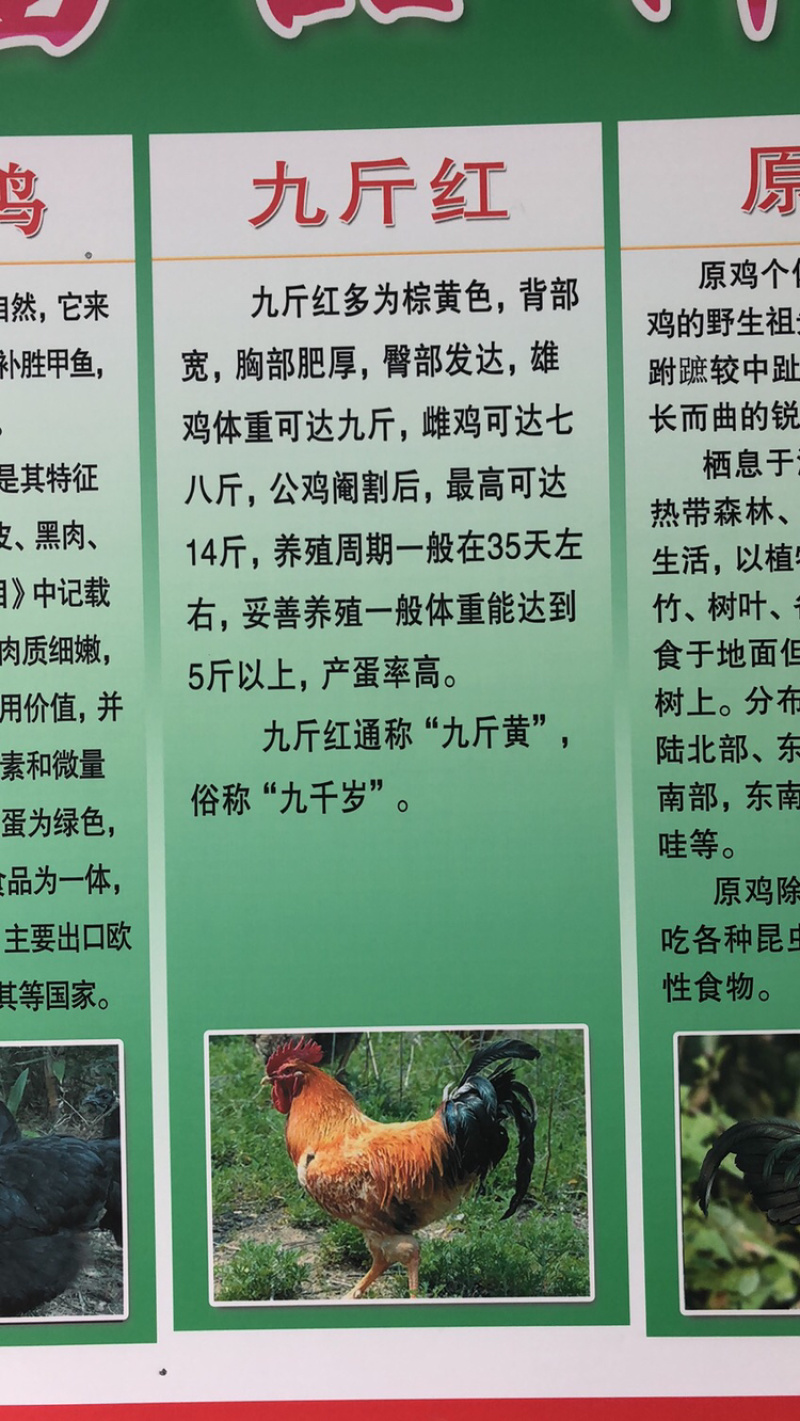 常年出售各种鸡鸭鹅苗高价回收