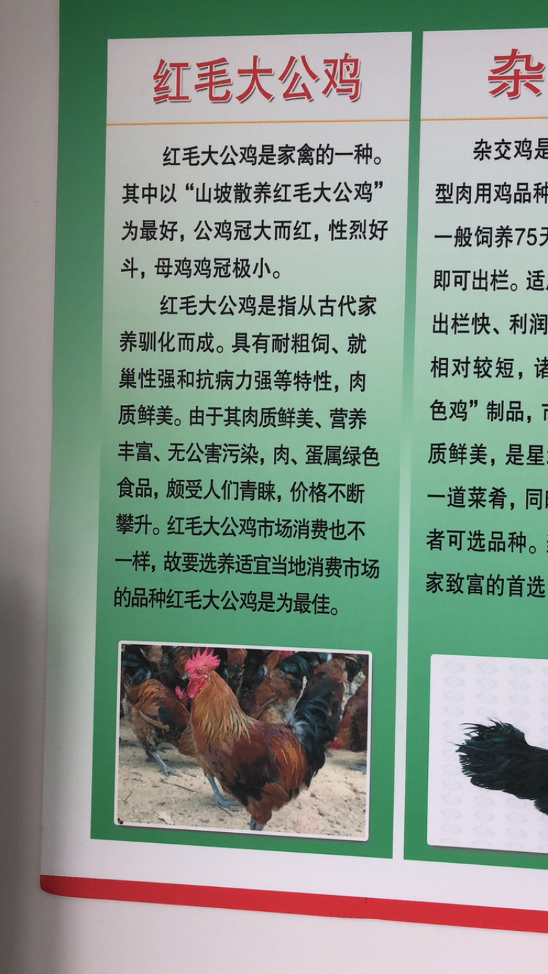 常年出售各种鸡鸭鹅苗高价回收
