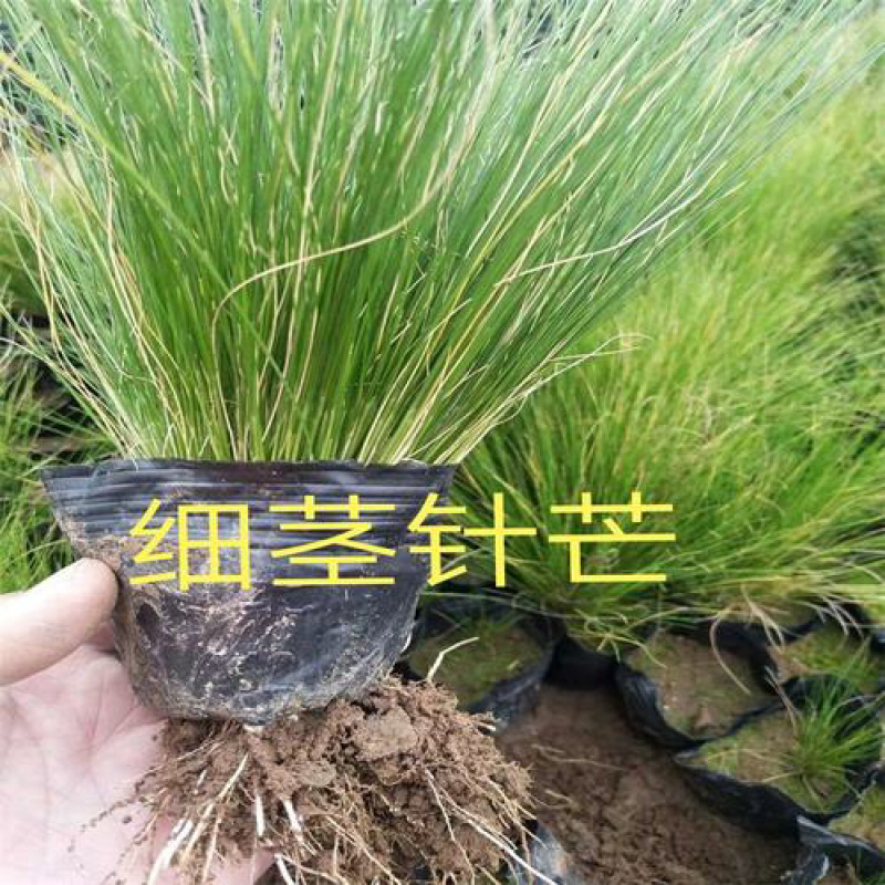 各种芒类细径针芒营养杯苗各种绿化苗木时令花卉