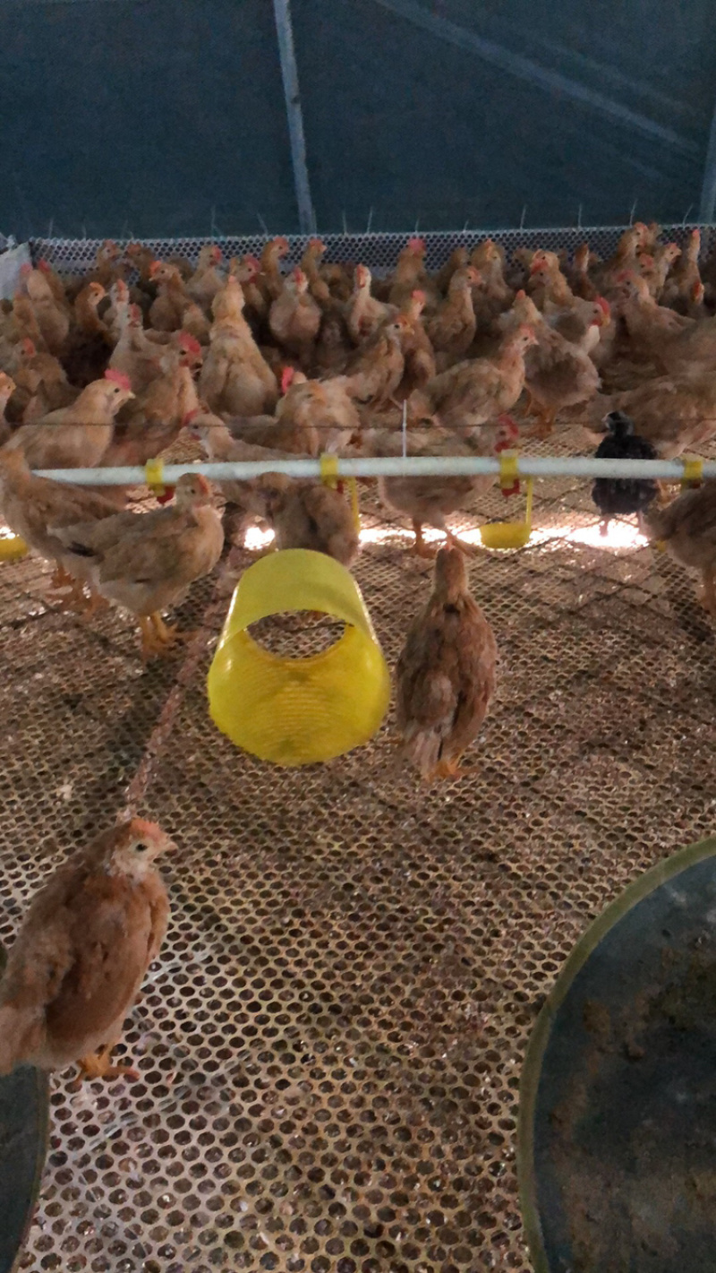 常年出售各种鸡鸭鹅苗高价回收