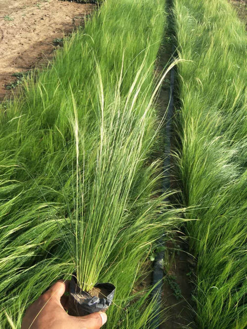 各种芒类细径针芒营养杯苗各种绿化苗木时令花卉