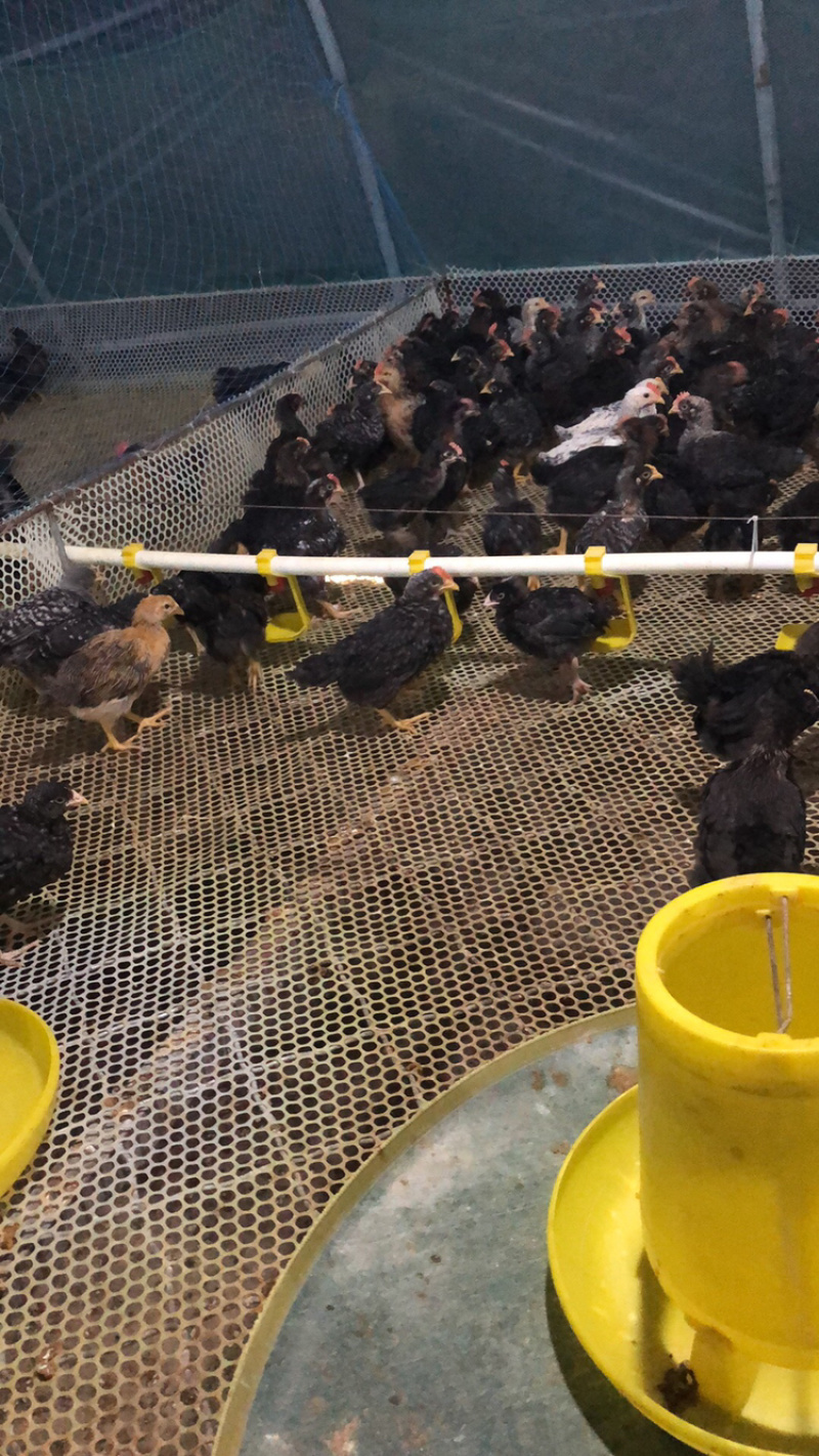 鸡苗本公司常年销售各种鸡鸭鹅苗