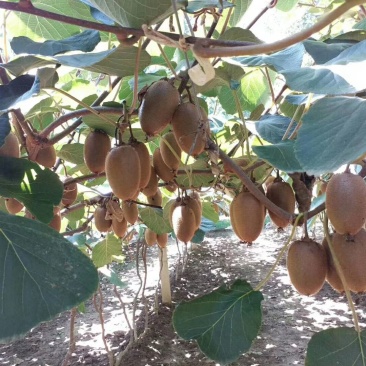 周至秦岭翠香猕猴桃一件代发诚招全国代理甜甜甜不甜全额退款