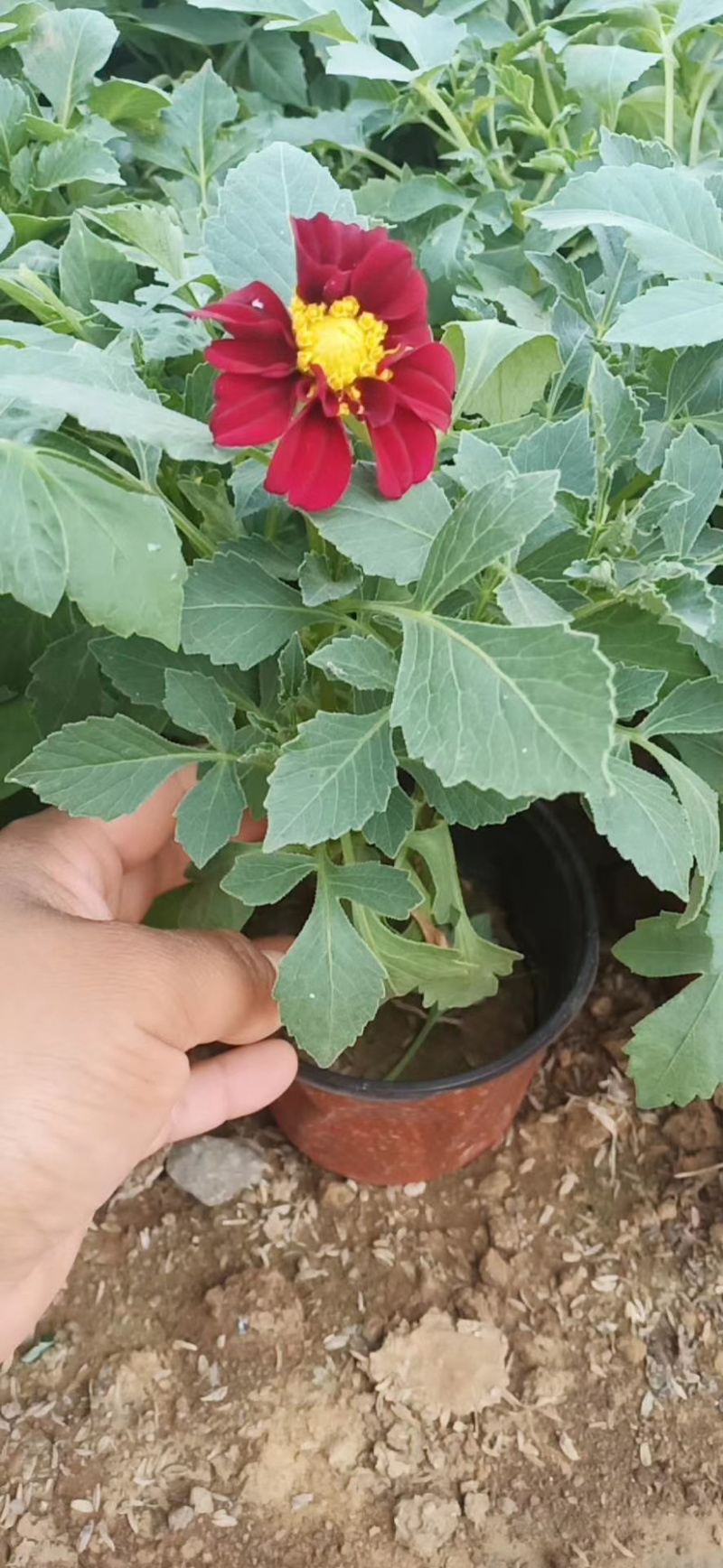 小丽花小丽花小丽花小丽花小丽花花卉租摆小丽花