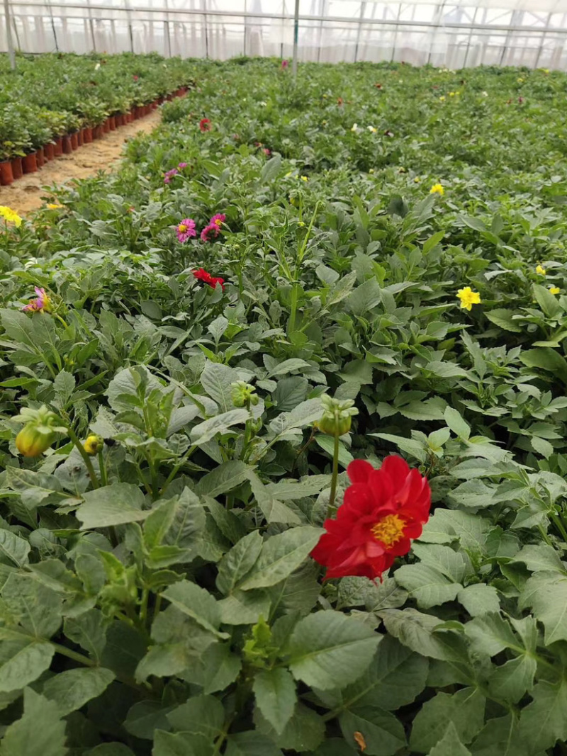 小丽花小丽花小丽花小丽花小丽花花卉租摆小丽花