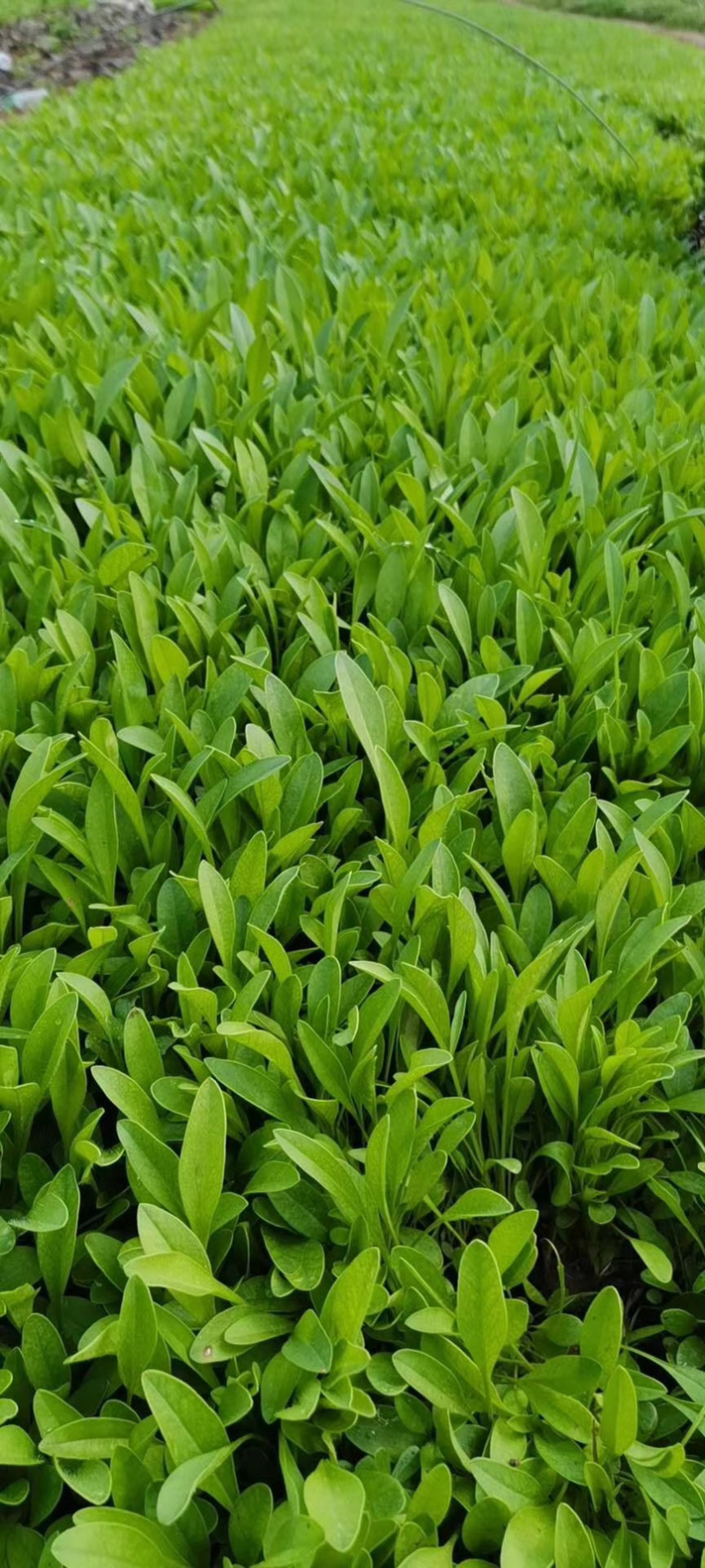 大花金鸡菊（多年生长的）金鸡菊花卉租摆的