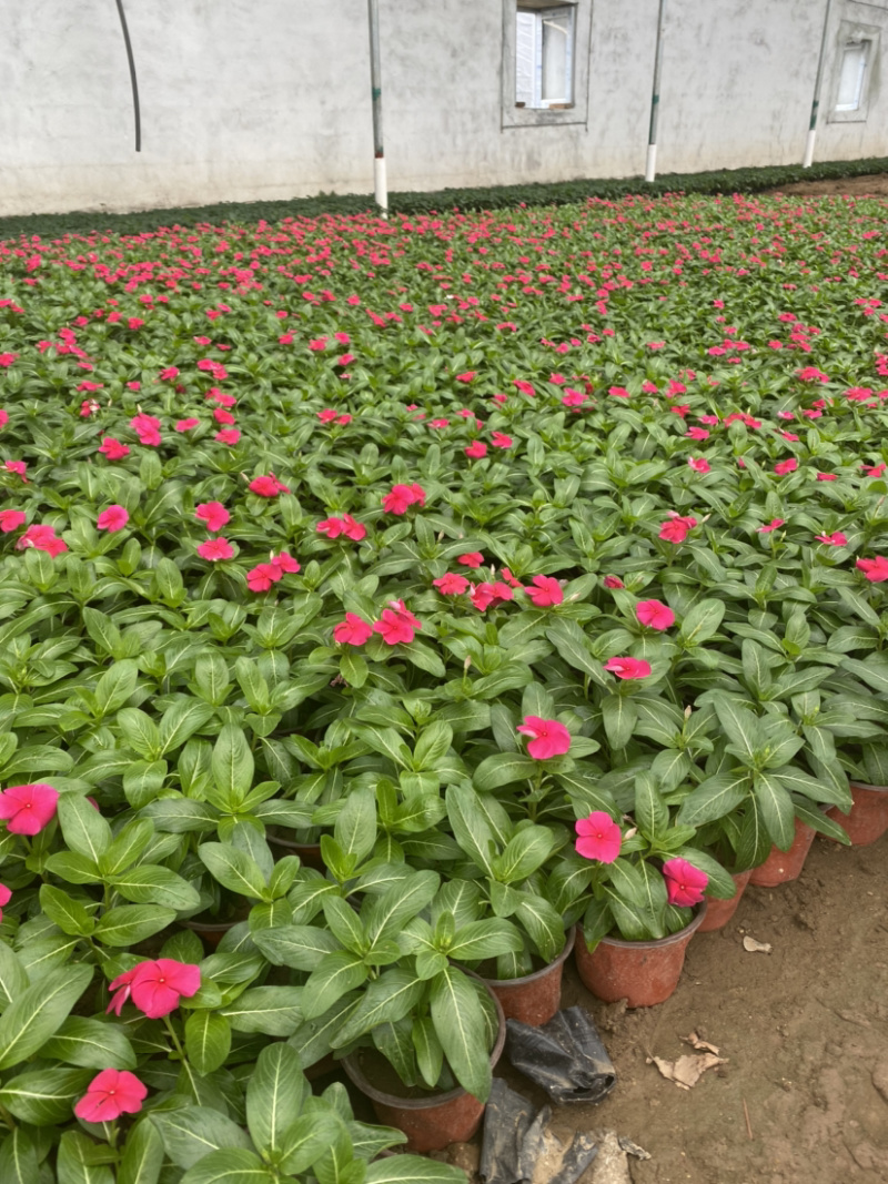 长春花（天天开）长春花（天天开）花卉租摆
