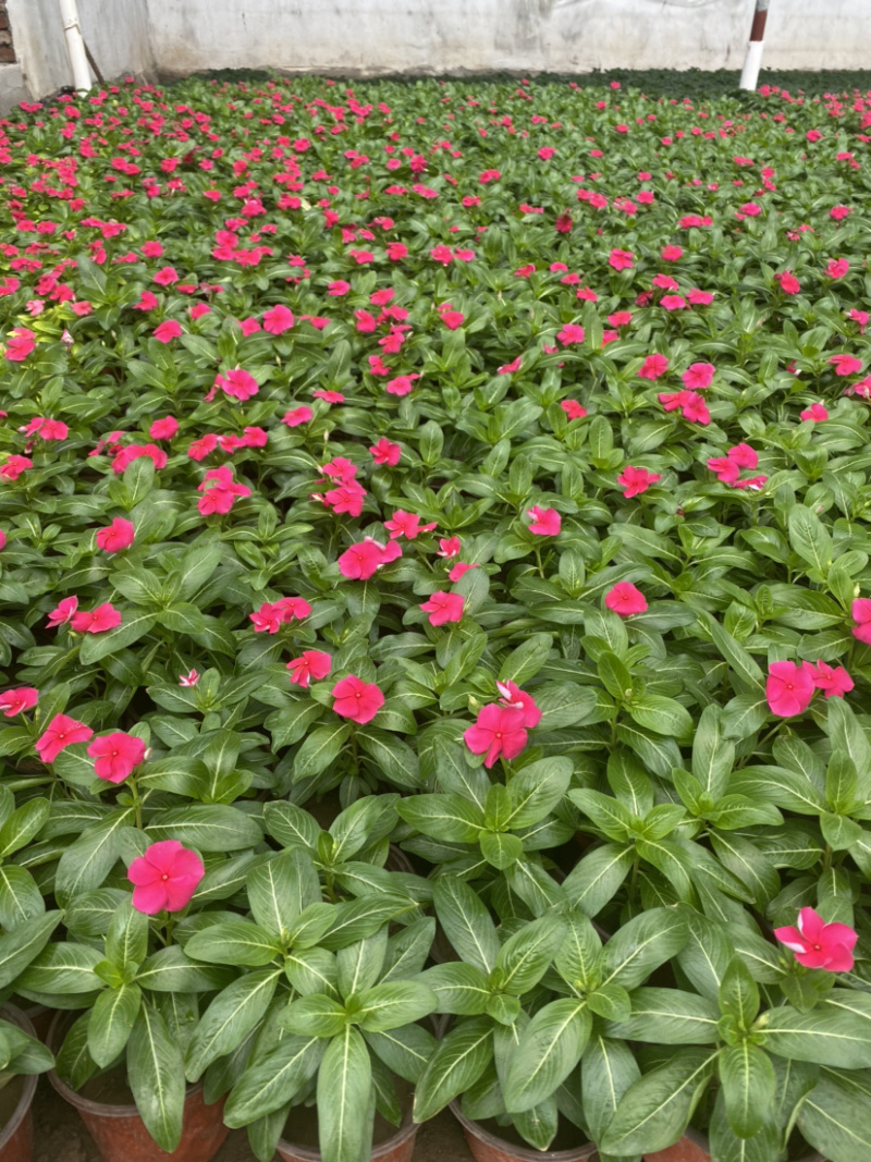 长春花（天天开）长春花（天天开）花卉租摆