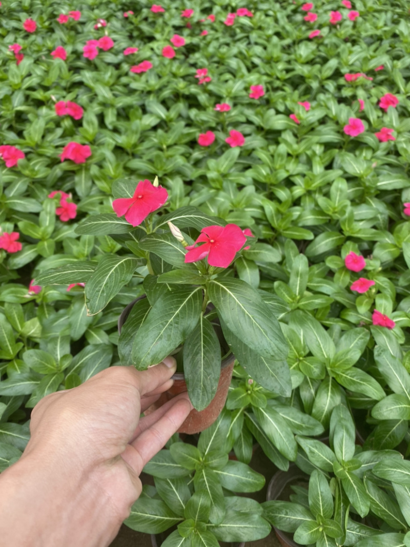 长春花（天天开）长春花（天天开）花卉租摆