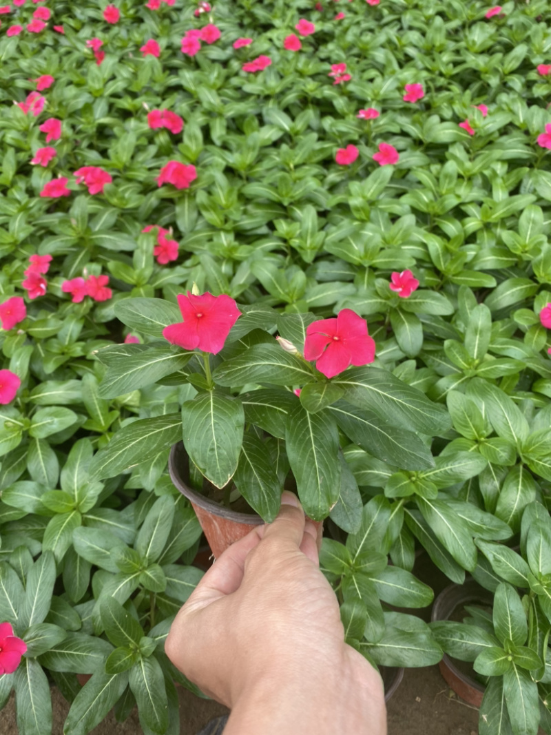 长春花（天天开）长春花（天天开）花卉租摆