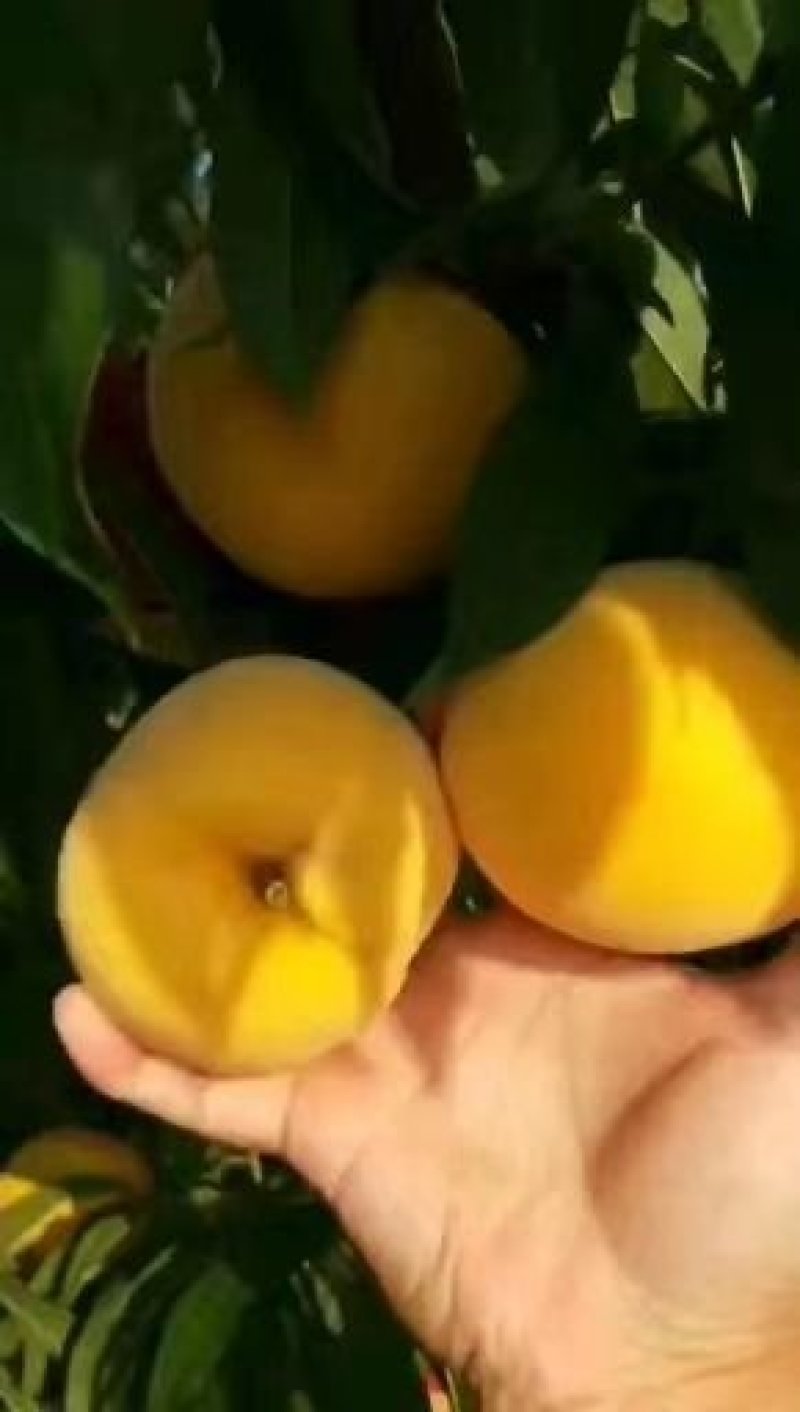 黄桃