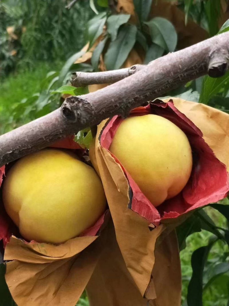 黄桃