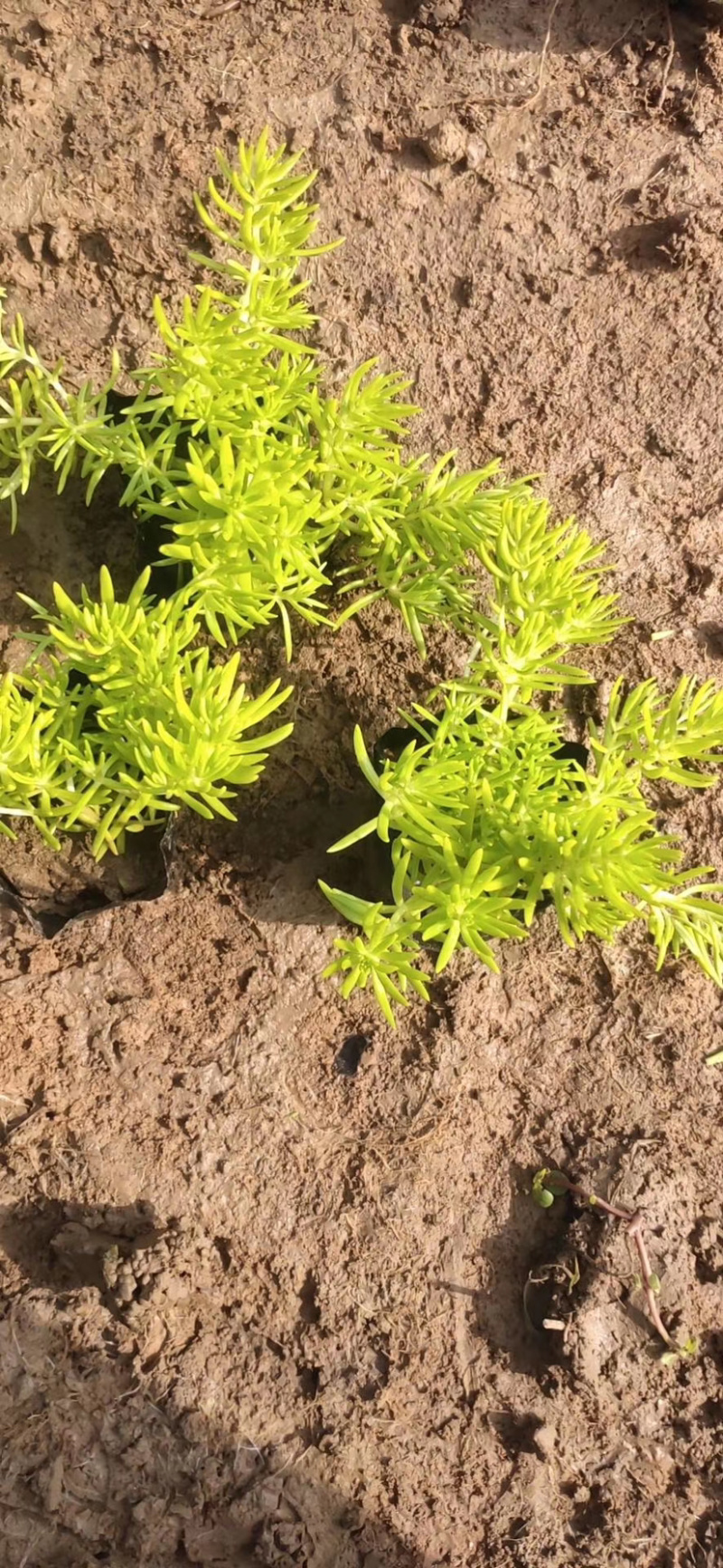 黄金佛甲草（黄金条）黄金条黄金佛甲草花卉租摆