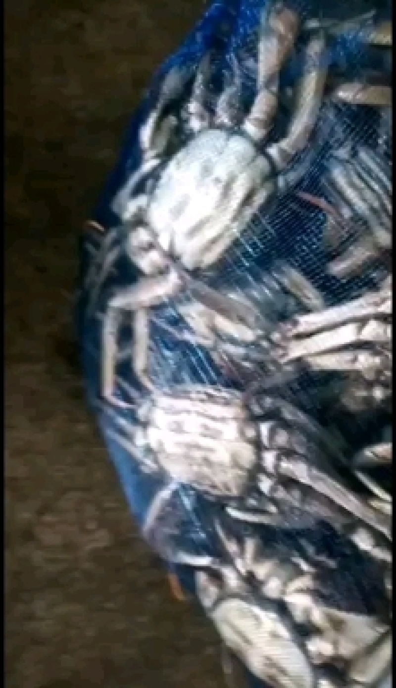 盘锦精品河蟹，老头蟹，六月黄多种规格，货源充足产地直发，