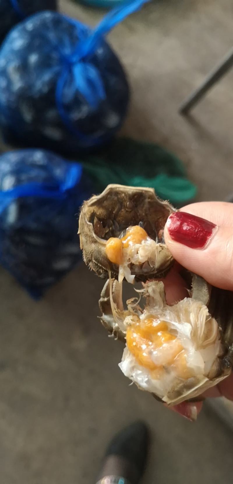 盘锦精品河蟹，老头蟹，六月黄多种规格，货源充足产地直发，
