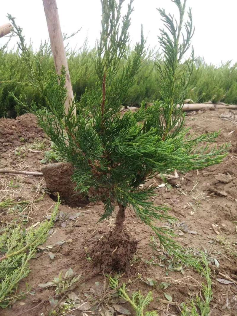 丛生木槿，独杆木槿，北海道黄杨小龙柏，金枝槐