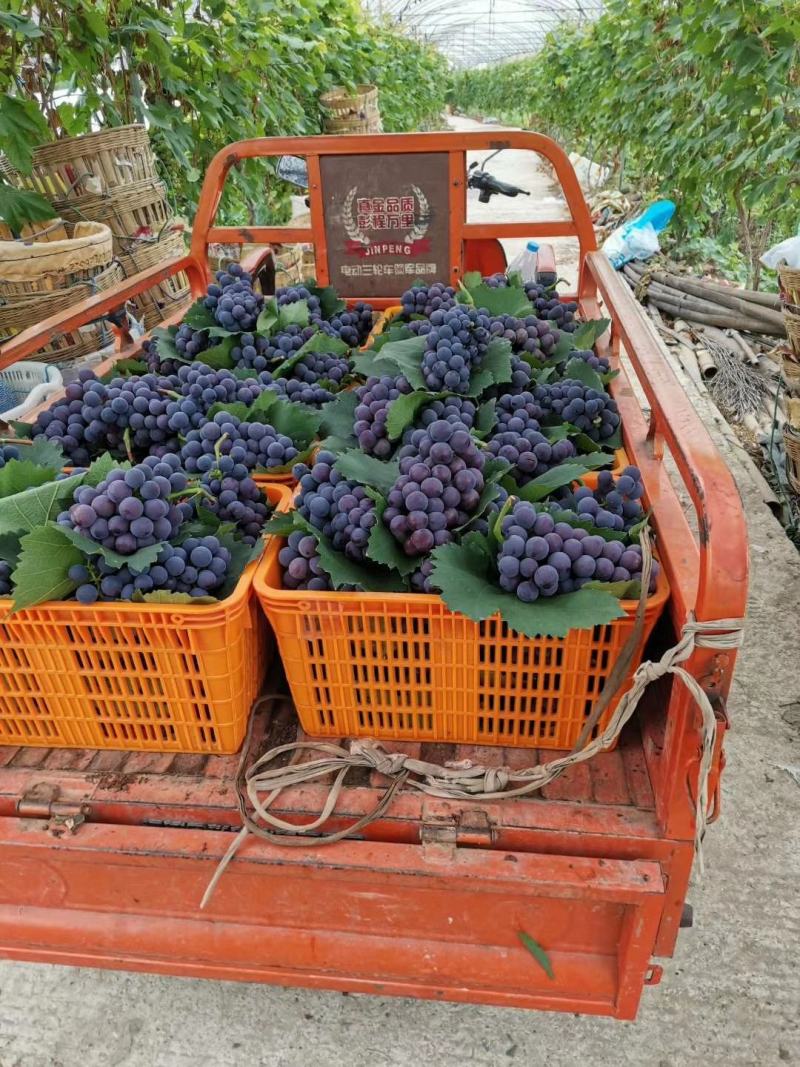 玫瑰香葡萄，葡萄熟了，葡萄批发基地各地区水果市场