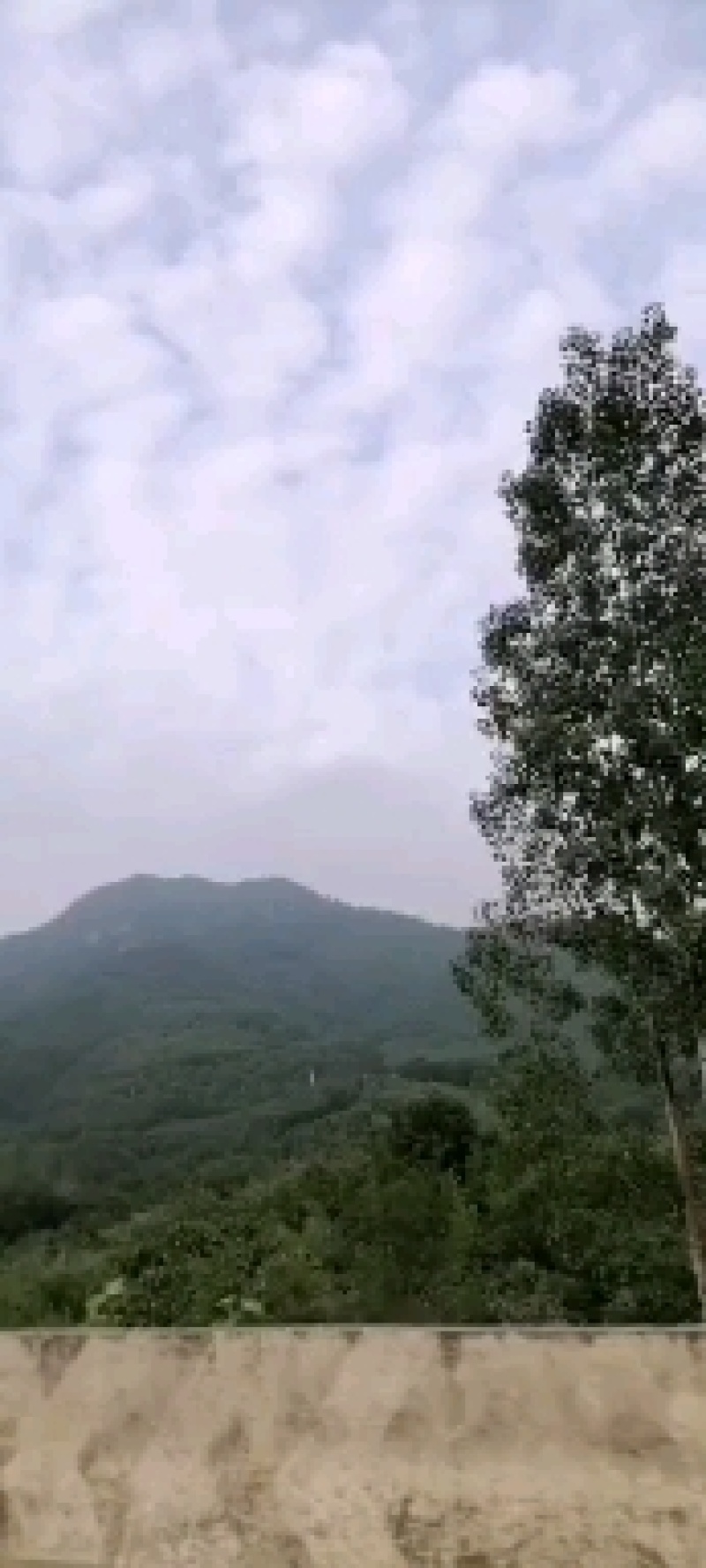 丹参野生丹参深山采挖！！！