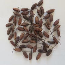 品种：康熙胭脂稻种子产地直发，500g防潮袋包全国。