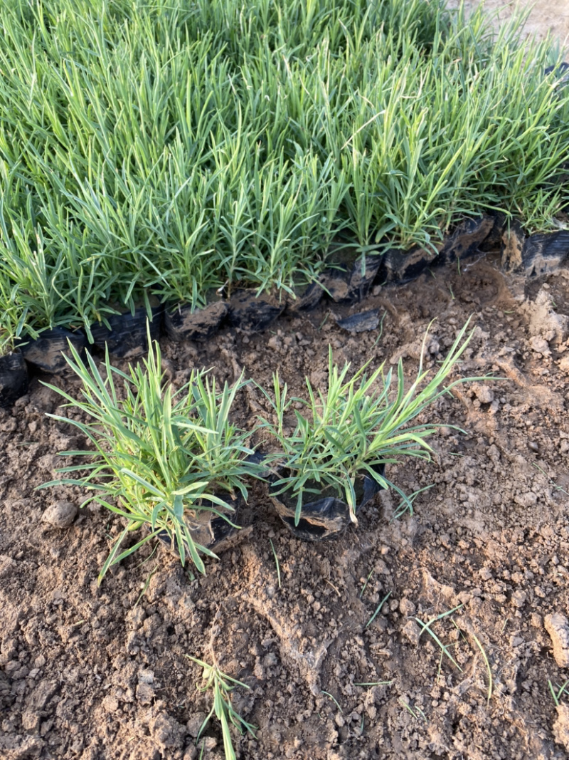 地被石竹地被石竹地被石竹地被石竹地被石竹