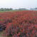 紫叶小檗30~50cm紫叶小檗红叶小檗红叶小波