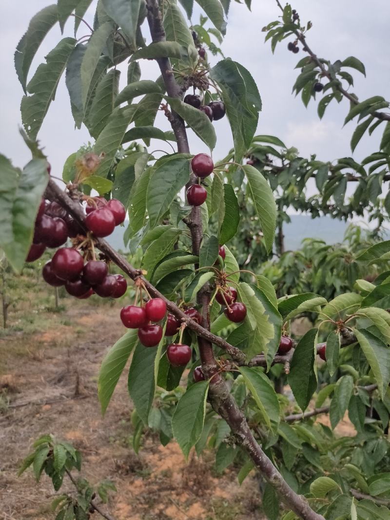 车厘子大樱桃红灯，美早，黑珍珠品种保证质量保证